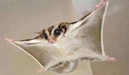 沈北虎饲养基地爆料视频,独家爆料视频深度解析