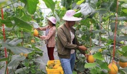 网红瓜都是谁吃的啊图片,揭秘网红瓜背后的神秘食客