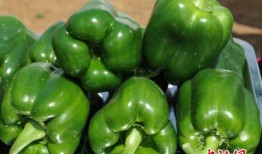 青椒大爆料视频