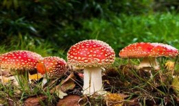 蘑菇视频爆料吃瓜,吃瓜群众热议幕后真相